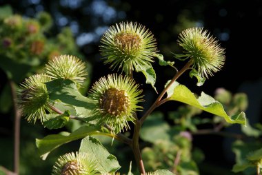 Çiçek açmadan önce Arctium eksi yaban bitkisi