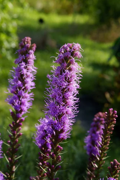 Flores Moradas Liatris Spicata Planta Jardín —  Fotos de Stock