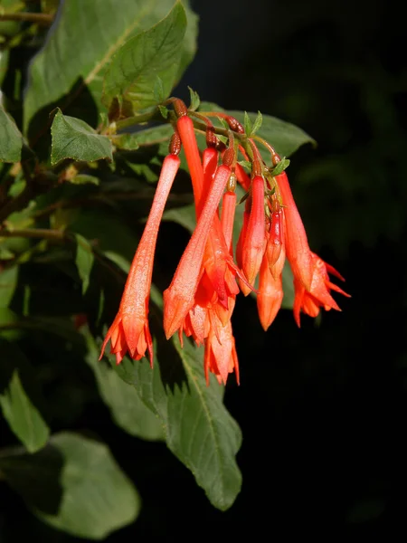 Largo Flores Rojas Lonicera Brown Planta Trepadora Verano — Foto de Stock