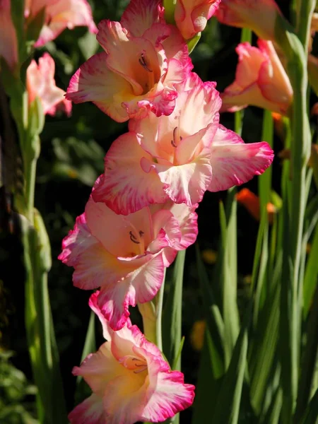 Розовые Цветы Гладиолуса Саду — стоковое фото