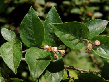 Süslü çalı Cotoneaster Acutifolius Villosulus yakın çekim