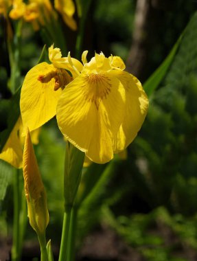 Sonbaharda Sorbus 'un kırmızı meyveleri intermedya ağacı