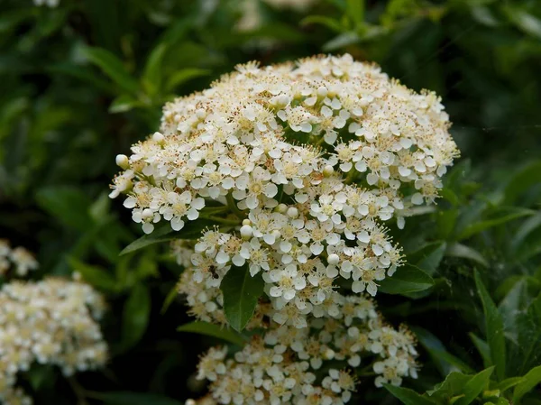 Weiße Blüten Von Pyracantha Coccinea Busch Aus Nächster Nähe — Stockfoto