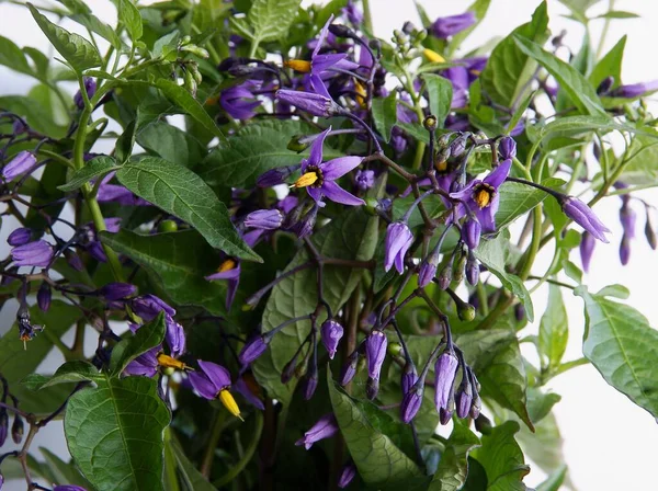 Lila Flowers Wild Plant Solanum Dulcamara Nightshade — Stock Photo, Image