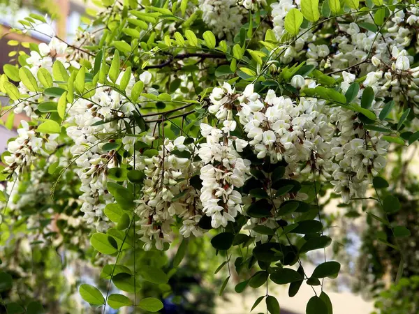 Árvore Acácia Com Flores Brancas Verão — Fotografia de Stock