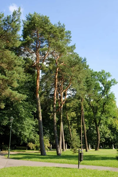 Parktaki Yaşlı Büyük Çam Ağaçları — Stok fotoğraf