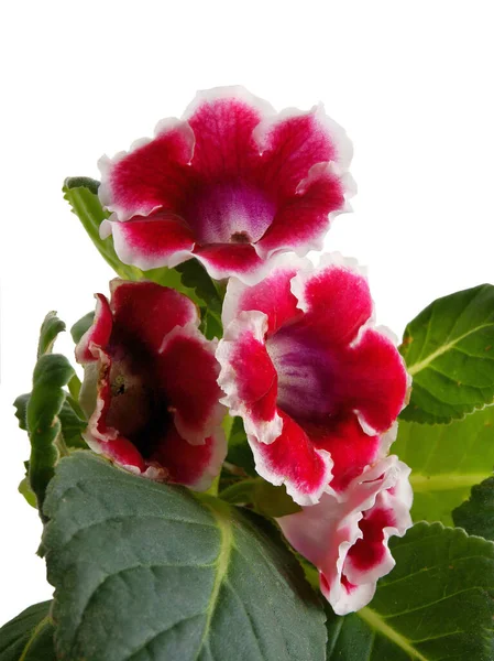 Bonitas Flores Rojas Sinningia Speciosa Gloxinia Maceta Planta Cerca — Foto de Stock