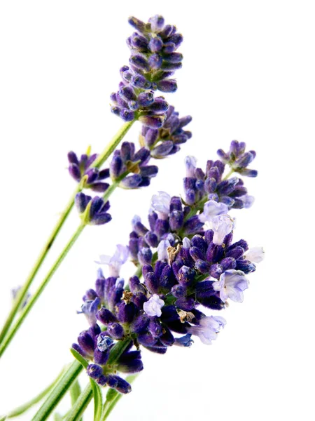 Lavender Angustifolius Herb Lila Flowers Close — Stock Photo, Image