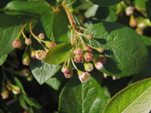 Krzew Ozdobny Cotoneaster Acutifolius Villosulus Zbliżenie — Zdjęcie stockowe