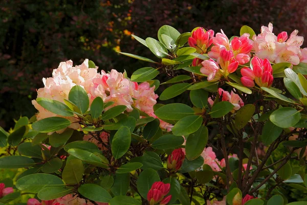 Piękne Różowe Czerwone Kwiaty Krzewu Rododendronu Wiosną — Zdjęcie stockowe