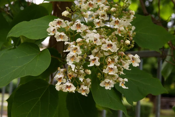 Białe Wielokolorowe Kwiaty Drzewa Katalońskiego Wiosną — Zdjęcie stockowe