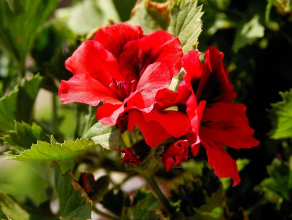 Hübsche Mehrfarbige Blüten Der Geranien Topfpflanze Aus Nächster Nähe — Stockfoto