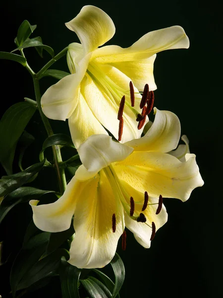 Cream Yellow Lilie Garden Close — Stock Photo, Image