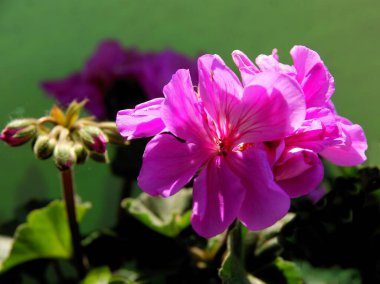 Güzel, çok renkli sardunya saksısı çiçekleri yakın planda.