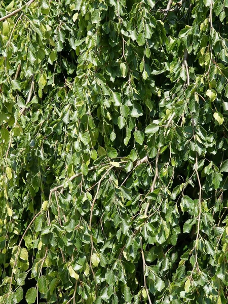 Fagus Sylvatica Pendula Green Foliage — Stock Photo, Image