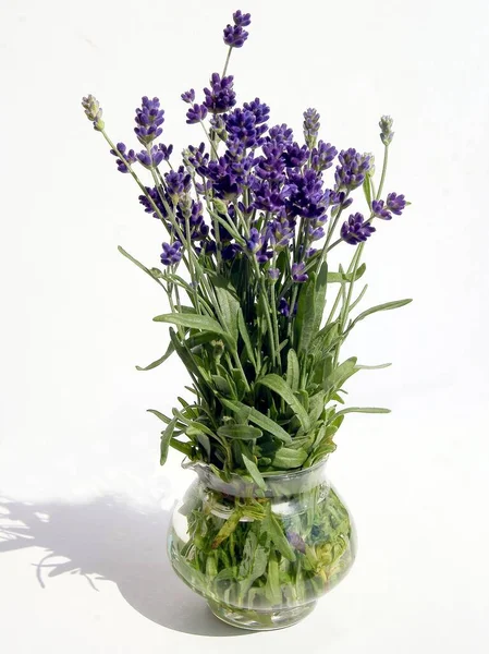 紫丁香草本植物与紫丁香花紧密相连 — 图库照片