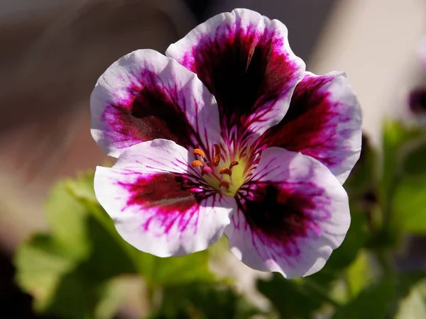 Flores Bonitas Multicoloridas Planta Envasada Gerânio Perto — Fotografia de Stock