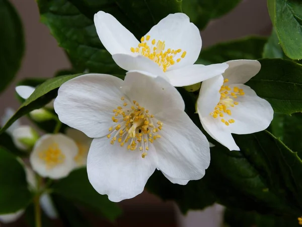 White Fragrant Flowers Jasmine Shrub Garden — Stock Photo, Image