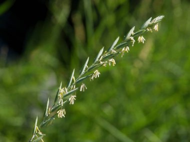 Çimen bitkisi Agropyron, anterler ve polenlerle çiçek açtığına pişman olur. 