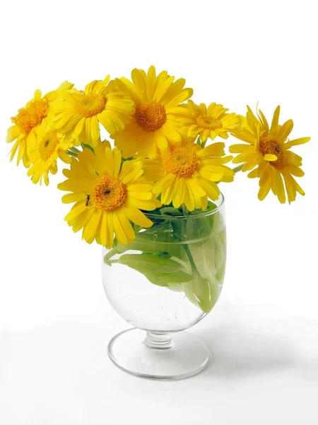 Fiori Calendula Gialli Vetro Vicino — Foto Stock