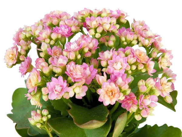 Rosa Pequeñas Flores Calanchoa Planta Maceta Cerca — Foto de Stock