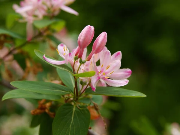 Małe Ładne Różowe Kwiaty Krzewu Lonicera Periclymenum Parku — Zdjęcie stockowe