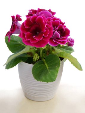 Sinningia Specosa saksı bitkisinin güzel kırmızı çiçekleri.