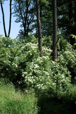 Yaşlı - Sambucus Nigra Beyaz kokulu çiçekli çalılar