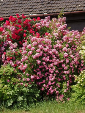 Evin yanındaki çalılıkta açan güzel pembe güller.