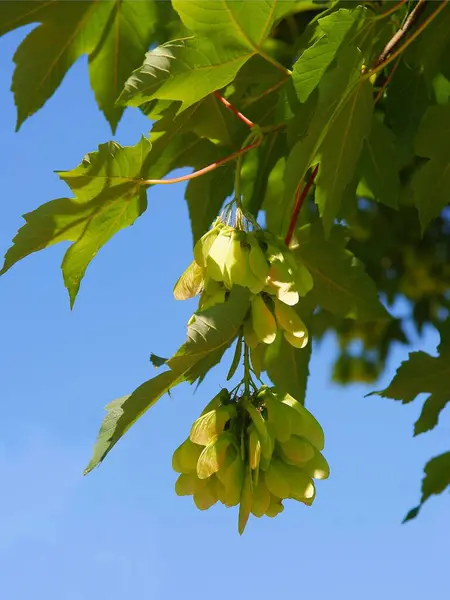 Foglie Verdi Sedute Alate Acero Sicomoro Estate — Foto Stock