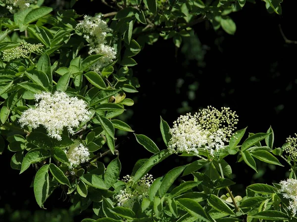 Starší Sambucus Nigra Keř Bílými Voňavými Květy — Stock fotografie