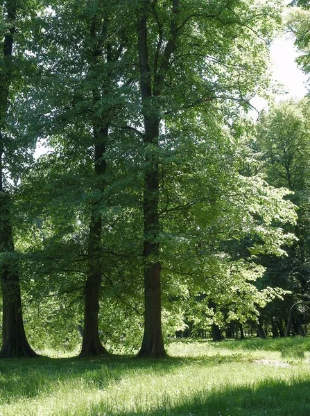 Green Huge Deciduous Trees Park Scenic — Stock Photo, Image