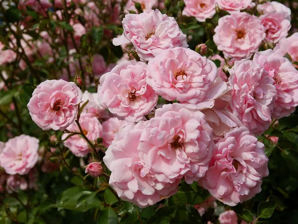 房子附近的灌木上绽放着漂亮的粉红玫瑰 — 图库照片