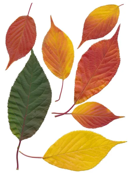 Prunus Serrulata Ağacının Renkli Sonbahar Yapraklarının Sıralanması Izole Edildi — Stok fotoğraf