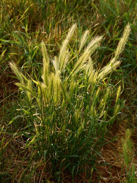 Дика Рослина Hordeum Murinum Популярний Бур — стокове фото