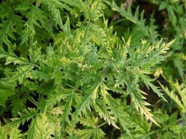 Urtica Vitifolia bitkisinin yeşil ve sarı yaprakları