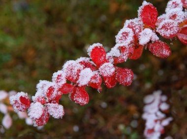 Berberis vulgaris çalılarının kırmızı yaprakları kristalik hoar-frost ile