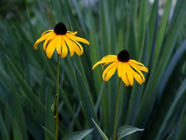 Yellow Flowers Rudbekia Plant Garden — Stock Photo, Image