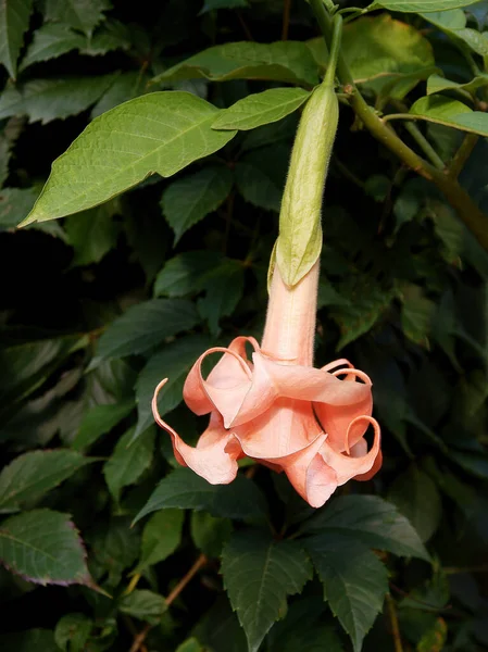 Красива Рожева Квітка Рослини Датура Стромоній Саду — стокове фото