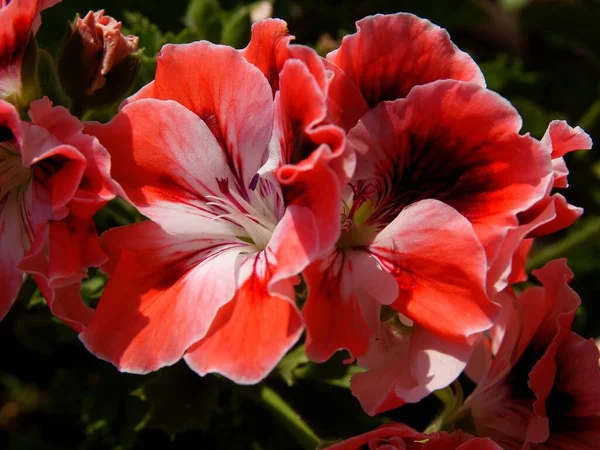 Hübsche Rote Lila Und Rosa Blüten Der Geranien Topfpflanze Aus — Stockfoto