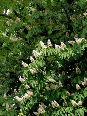 Baharda beyaz çiçekli kestane ağacı