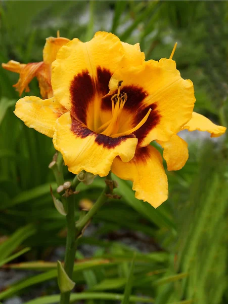 Довольно Желтые Коричневые Цветки Лилии Крупным Планом — стоковое фото