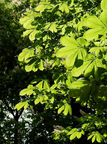 Kastanjeboom Met Groene Verse Bladeren Het Voorjaar — Stockfoto