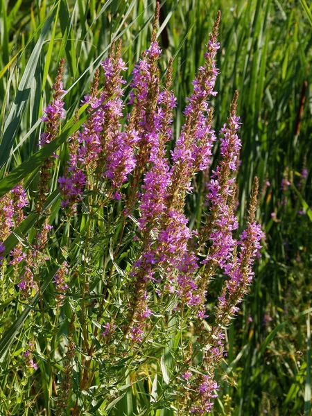 野鸟脚花紫色花 水仙花 — 图库照片