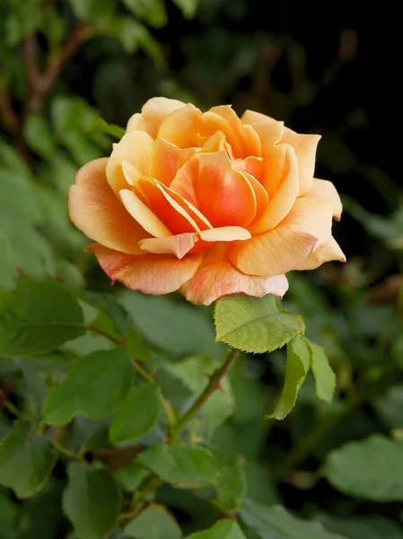 Hübsche Rosa Rose Sommer Garten — Stockfoto
