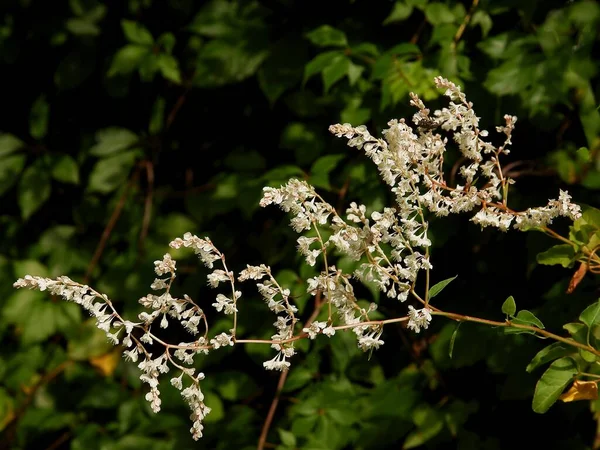 Kleine Weiße Blüten Der Kletterpflanze Fallopia Baldschuanica — Stockfoto