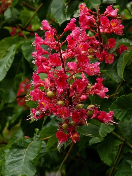 Rote Blüten Des Aesculus Carnea Baumes Frühling — Stockfoto