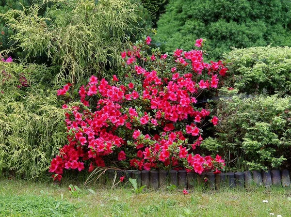 Rhododendron Bush Red Flowers Spring — Stock Photo, Image