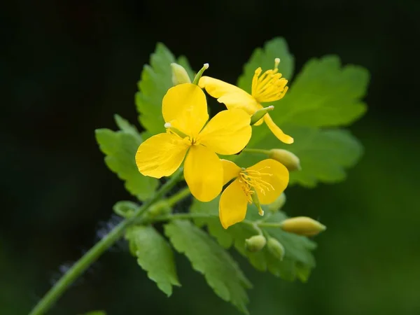 Жовті Квіти Соснової Трави Крупним Планом — стокове фото
