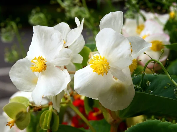 Bílé Květy Rostliny Begonia Zblízka — Stock fotografie